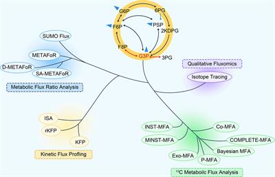 13C metabolic flux analysis: Classification and characterization from the perspective of mathematical modeling and application in physiological research of neural cell